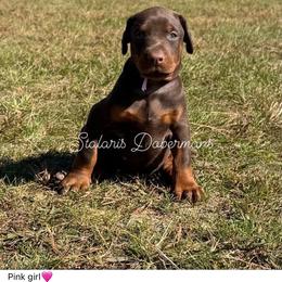 Pink collar - Red and rust female Doberman Pinscher puppy in North Judson, Indiana from Stalaris Dobermans