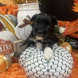 Faith - Black and silver female Miniature Schnauzer puppy in Grayson, Kentucky from Seventh Heaven Schnauzers