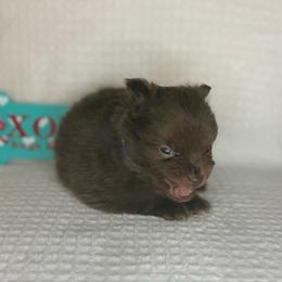 Mocha - Chocolate male Pomeranian puppy in Lexington, Oklahoma from BooneDox Miniature Dachshunds