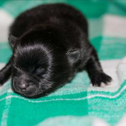 Girl 1 - Black female Pomeranian puppy in Bremen, Indiana from AMS Pomeranians and Pomskies in Indiana