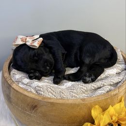 Winifred Sanderson - Black female Labradoodle puppy in Adams, Nebraska from Boxcar Doodles and Poodles