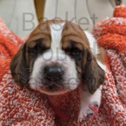 Page - Brown and white female Basset Hound puppy in Big Rapids, Michigan from Basket Hound Bassets