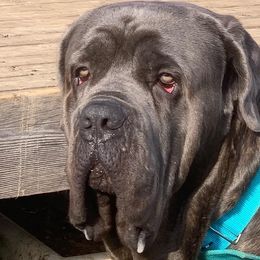 Cane Corso from El Jefe Corsos