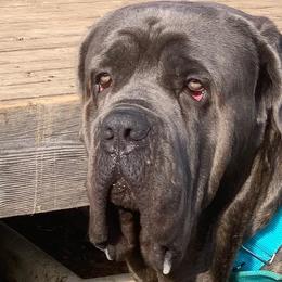 Cane Corso from El Jefe Corsos