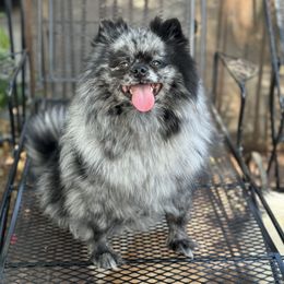 Gigi - Pomeranian