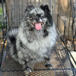 Gigi - Pomeranian