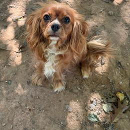 Maggie - Cavalier King Charles Spaniel