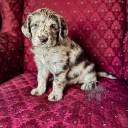 Bordoodle and Labradoodle Puppies from Howdy Doodles