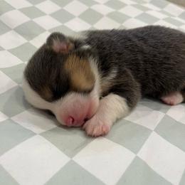 Leo (bluie) - Black and tan male American Corgi puppy in Waco, Texas from The Comma Corgis