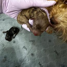 Girl 2 - Merle female Cavapoo puppy in Thorndale, Texas from Hattie’s Texas Cavapoos