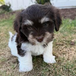 Boy 1 - Chocolate male Havanese puppy in Douglas, Georgia from Huffer Hounds and Havanese