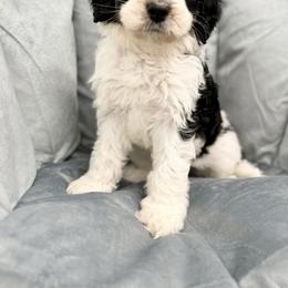 A Christmas Story - Tri-color female Bernedoodle puppy in Hegins, Pennsylvania from Bubbling Springs Doodles, LLC