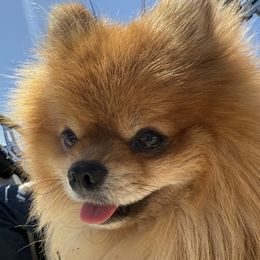 Axle - Pomeranian