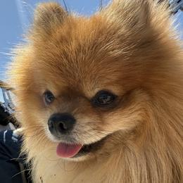 Axle - Pomeranian
