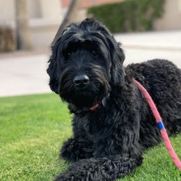 Juneau - Australian Labradoodle