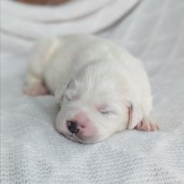 Girl 1 - White female Great Pyrenees puppy in Yakima, Washington from Naches Heights Ranch
