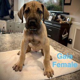 Gaia - Fawn female Great Dane puppy in Aldie, Virginia from High Point Mountain Danes