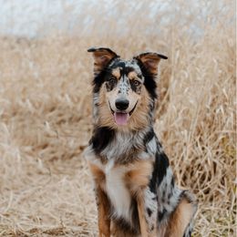 Australian Shepherd All Grown Up from Barn House Aussies