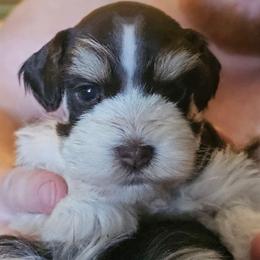Kingston tricolored - Parti male Miniature Schnauzer puppy in Panama City, Florida from Emerald Coast Schnauzers