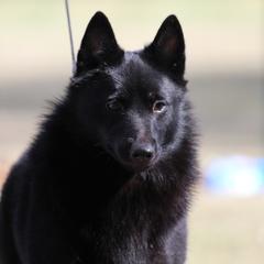 Schipperke All Grown Up from Safari Schipperkes
