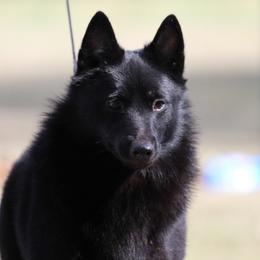 Schipperke All Grown Up from Safari Schipperkes