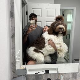 Bernedoodle and Newfypoo All Grown Up from Small Town Doodles & Poodles