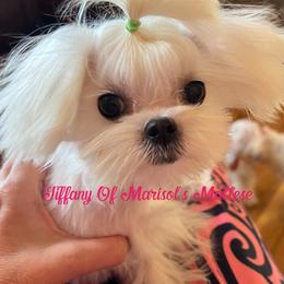Tiffany - Maltese
