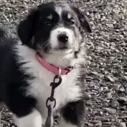 Australian Shepherds from Prairie Feather Farm
