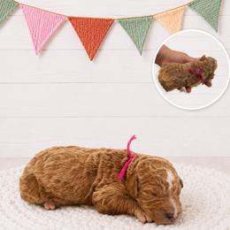 Belle - Apricot female Goldendoodle puppy in Jerome, Michigan from Haaspawz