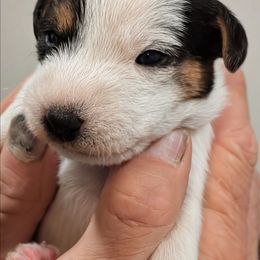 Tater - Tri-colored male Parson Russell Terrier puppy in Whitehall, Montana from Montana Jacks