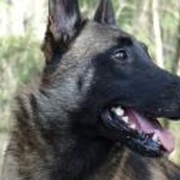 Belgian Malinois from Teddy Bear Malinois