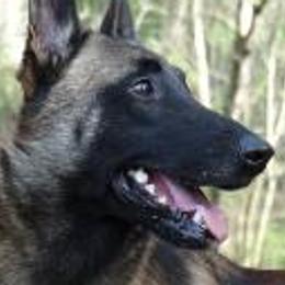 Belgian Malinois from Teddy Bear Malinois