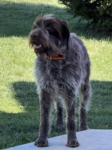 Bella