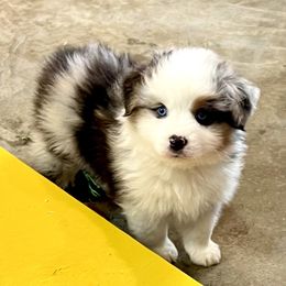 Miniature American Shepherds from Woodridge MAS
