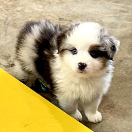 Miniature American Shepherds from Woodridge MAS