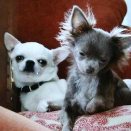 Chihuahua Puppies from Nora's Chihuahua Family
