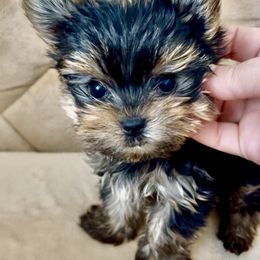 Boy 1 - Black and gold male Yorkshire Terrier puppy in Bonney Lake, Washington from Yorkies Boutique