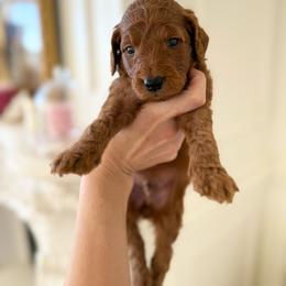 PEONY - Red  male Goldendoodle puppy in Independence, Oregon from ANKENY DOODLES