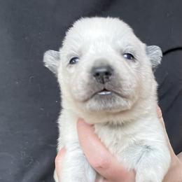 Boy 1 - Blue male Australian Cattle Dog puppy in Irvington, Kentucky from Dry Valley’s Australian Cattle Dogs