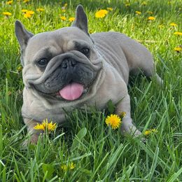 Willow - French Bulldog