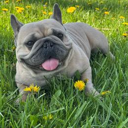 Willow - French Bulldog