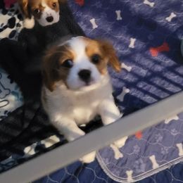 Mercedes - Blenheim female Cavalier King Charles Spaniel puppy in West Valley, Utah from Criddle Mountain Cavaliers