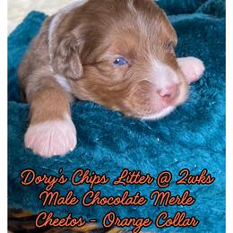 Cheetos - male Australian Mountain Doodle puppy in Port Orchard, Washington from Yukon Harbor Doodles