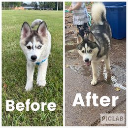 Pomsky All Grown Up from OG's Pomskies