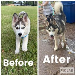Pomsky All Grown Up from OG's Pomskies