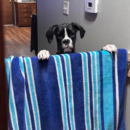 Boxer All Grown Up from Rorschach Boxers