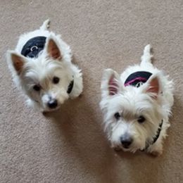 West Highland White Terriers from Bespoke Westies