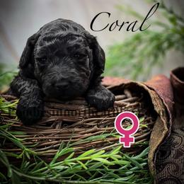 Coral - Silver female Poodle puppy in Greenville, North Carolina from Grace Poodles