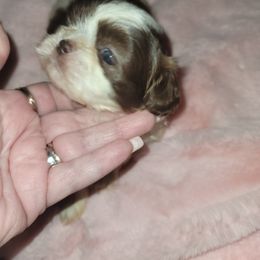 Goldendoodle and Shih Tzu Puppies from Angel Companions Farm