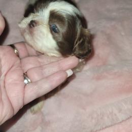 Goldendoodle and Shih Tzu Puppies from Angel Companions Farm